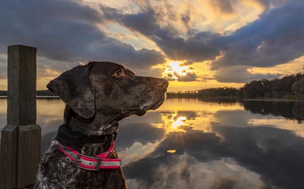 /images/uploads/southeast german shorthaired pointer rescue/segspcalendarcontest2019/entries/11374thumb.jpg